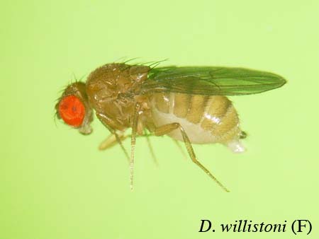 images/drosophila willistoni.jpg